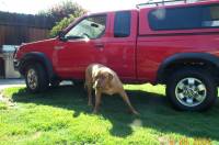 Nissan Frontier - MY truck !